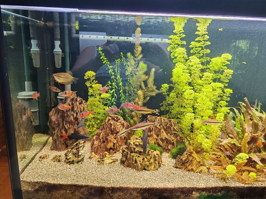 Akwarium 600l z szafką