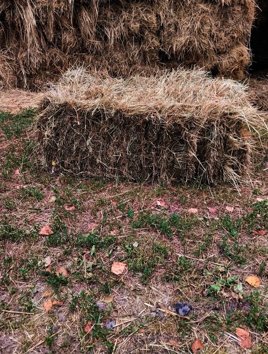Сіно лугове, різнотрав'я (тюки).