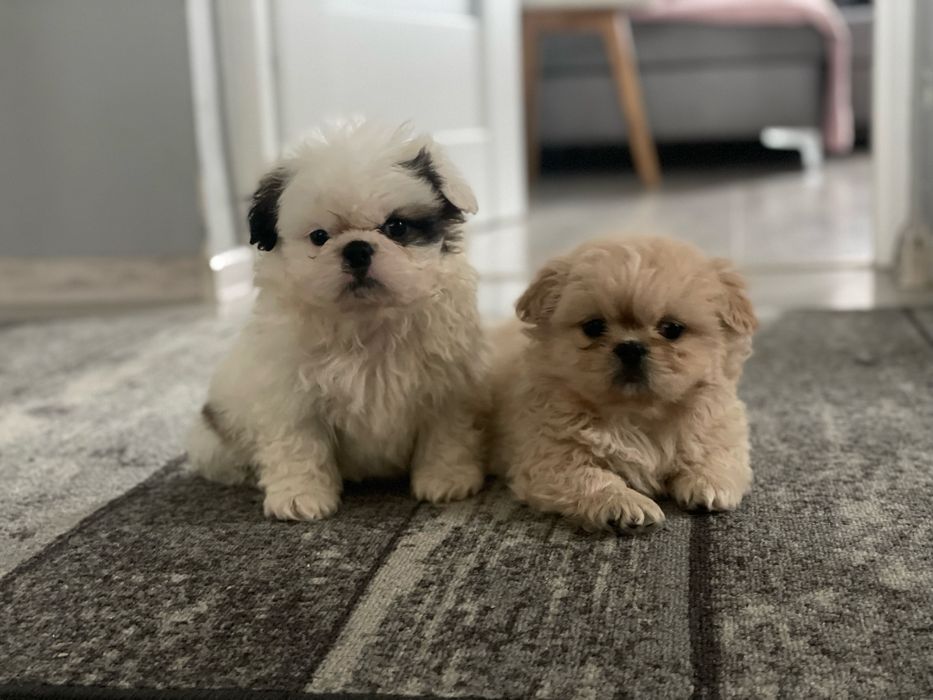 Pekińczyki królewskie