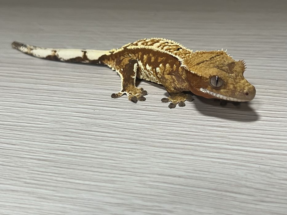 Gekon orzęsiony gekony orzęsione duży wybór