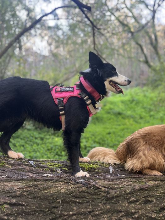 Pet Sitting & Pet Walking