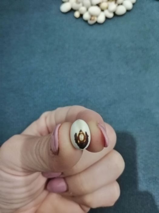 Fasola eucharystyczna, nasiona 100 szt.
