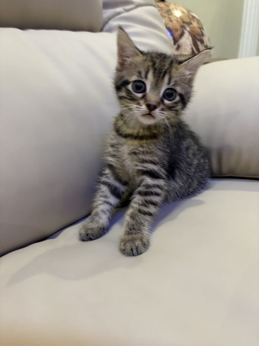 Кошенята , 1,5 місяць