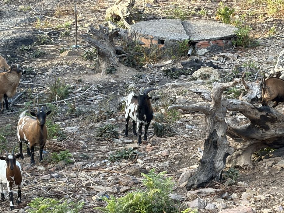 Cabras Anas para ceder