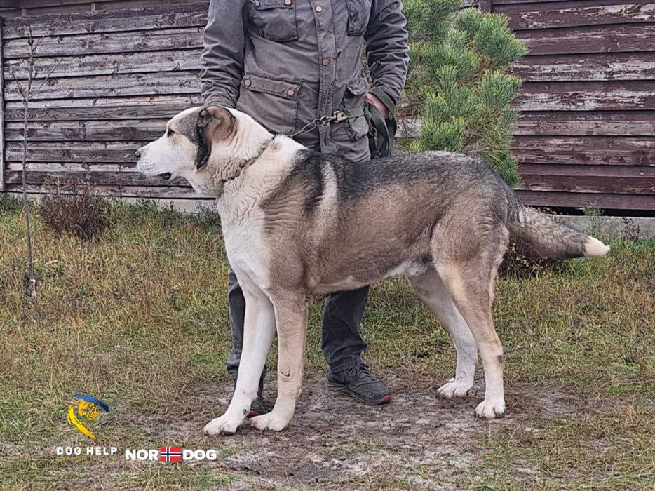 алабай Рім у надійні руки