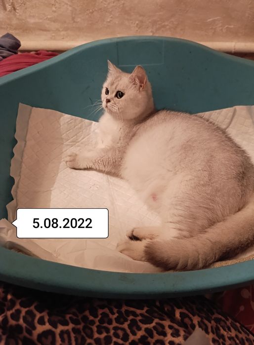 Ліквідація дівчата і хлопці