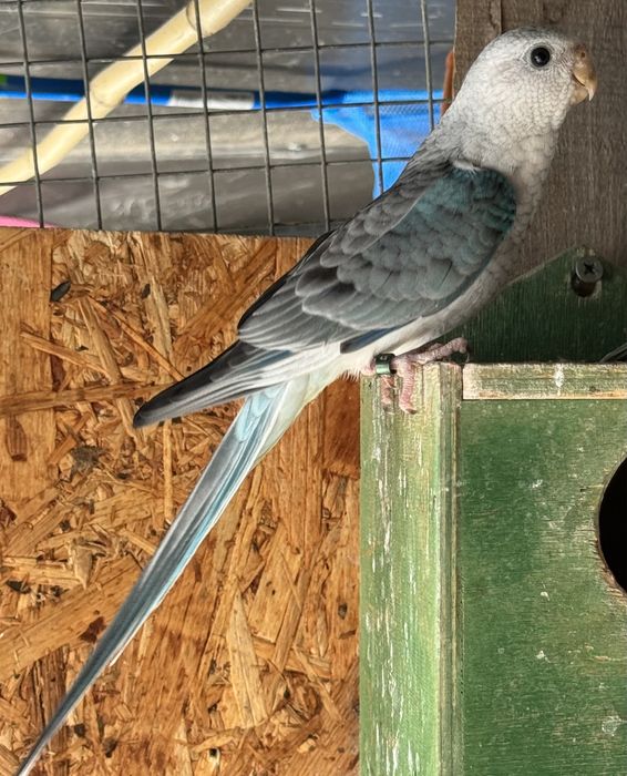 7 aves 3 red rumped 1 Kakariki 3 Agapornis rosicoler.