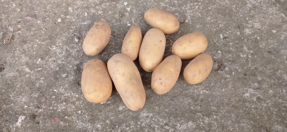 Sprzedam Ziemniaki