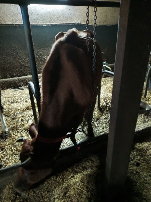 Sprzedam krowy mleczne