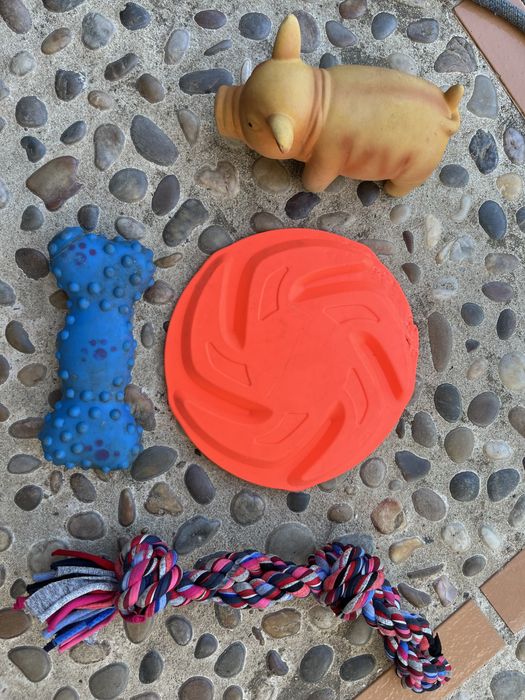 Acessórios p/ cães