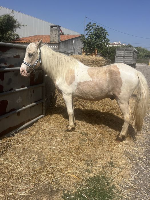 Duplo ponei palomino