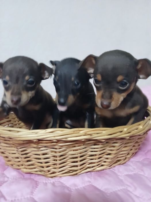 Продаются щенки той - терьера.