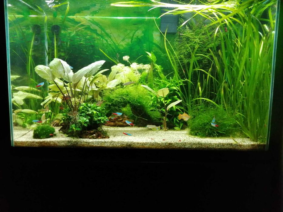 Aquário Ciano 80L + Móvel (novo preço)