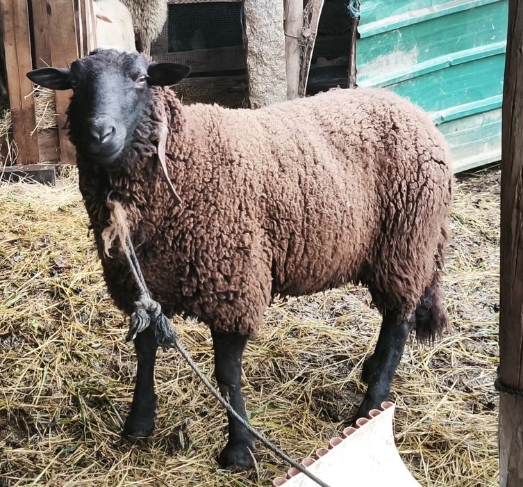 Carneiro de boa raça