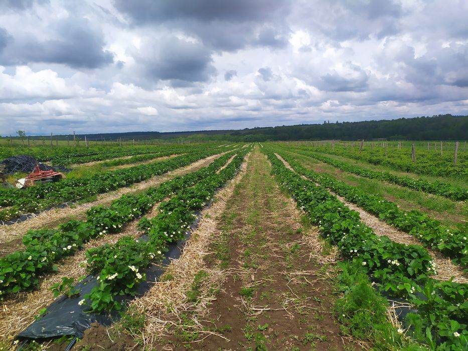 Саджанці полуниці