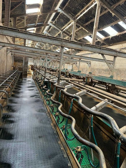 Hala udojowa Westfalia GEA 2x16 Swingover 50°