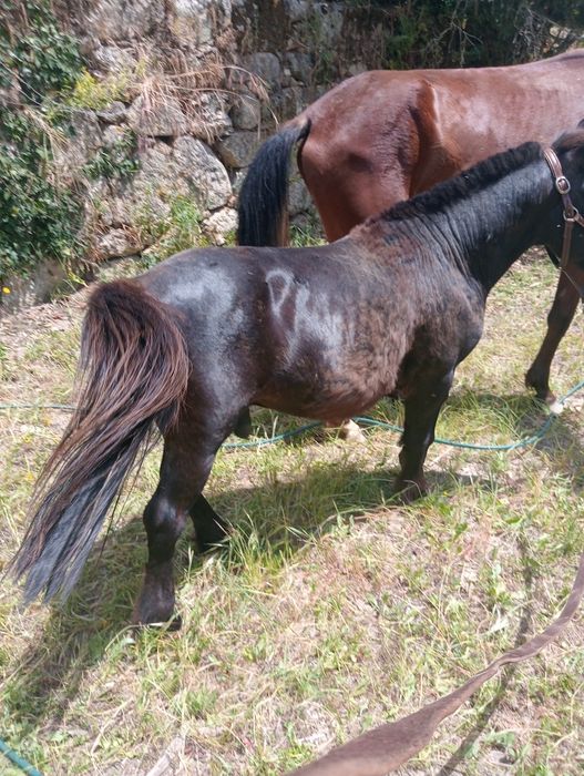 Pônei mansinho com 5 anos