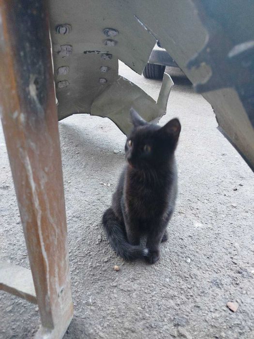 Кошенята в добрі руки