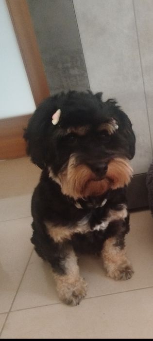 Yorkpoo magnífica