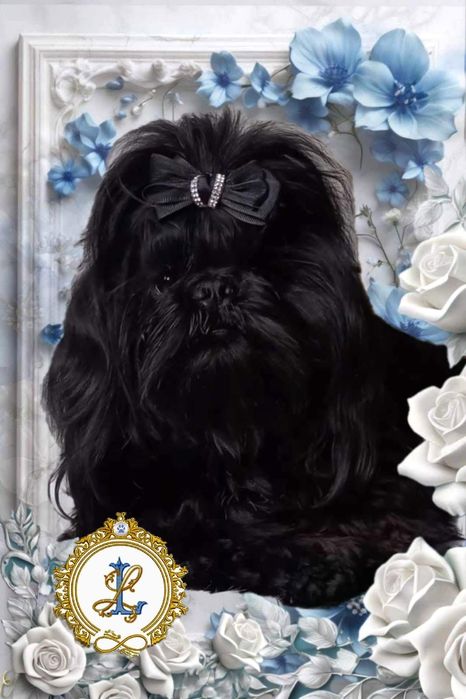 Shih Tzu  suczka z kompletem szczepień