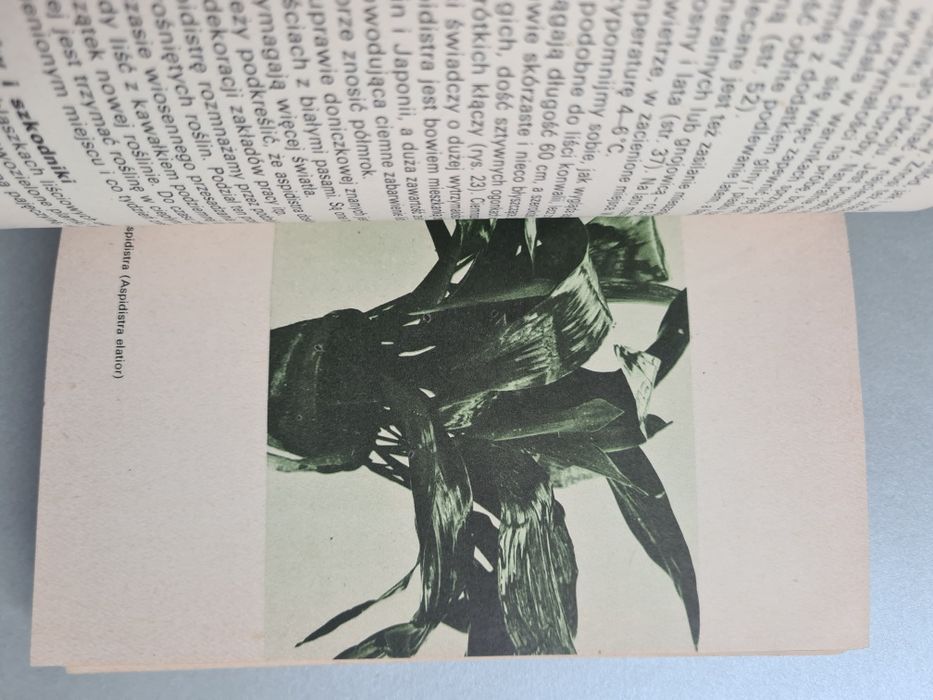 Rośliny ozdobne w mieszkaniu i na balkonie - Izabela Kiljańska