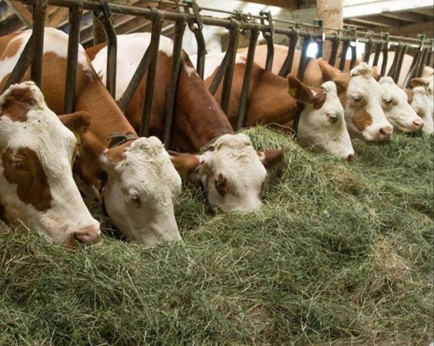 СІНО З ДОСТАВКОЮ від 1 штуки в тюках мішках, сено лісове.