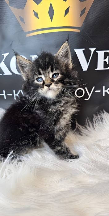 Мейн кун Тигр дуже лагідний