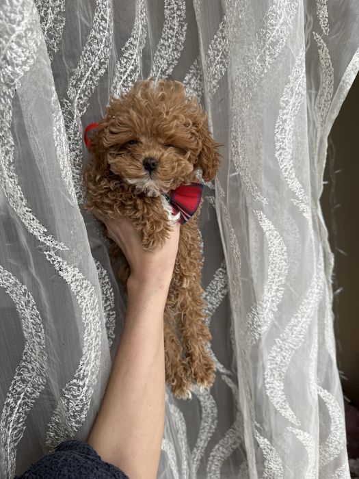 Міні мальтіпушки карамель  vip якості