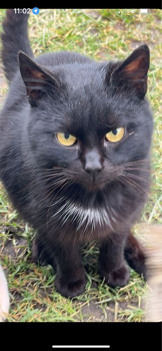 Bezdomne koty szukają domu