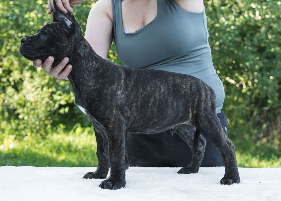 Cane corso pregowany samiec FCI/ZKwP