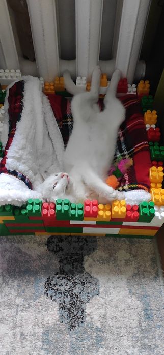 животные бесплатно