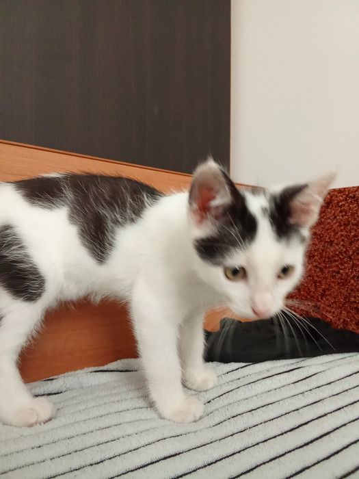 Oddam kocurka w dobre ręce