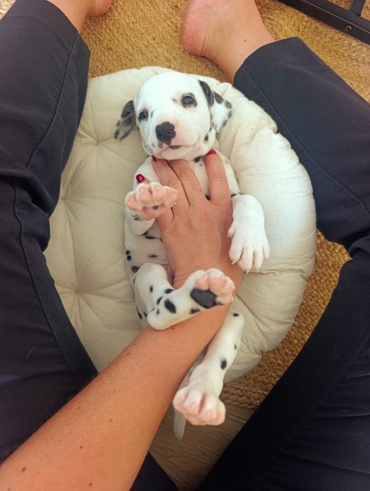Dalmata bebés puros