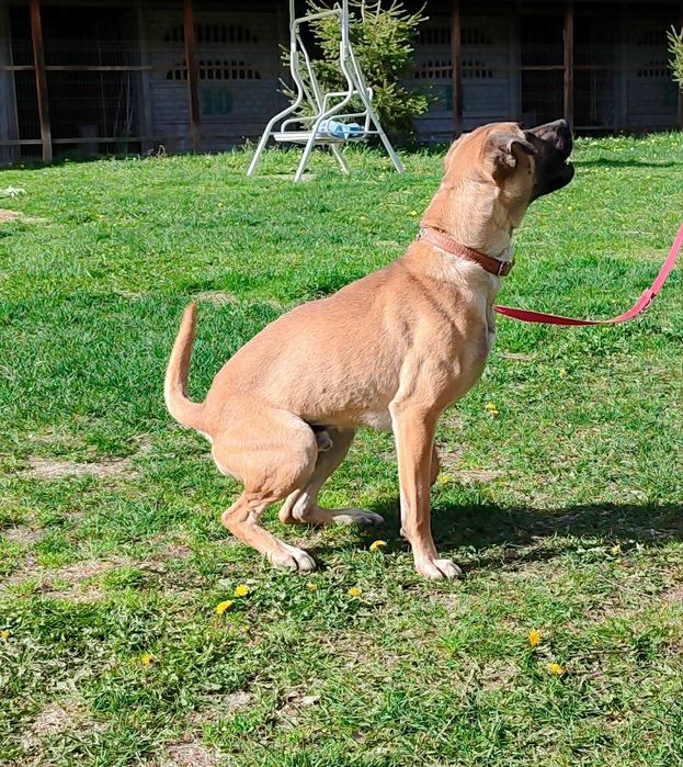 American Staffordshire Terrier szuka domu schronisko Zgierz -aktualne