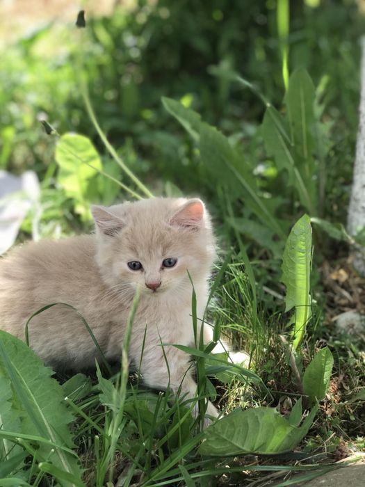 Котик в добрі руки