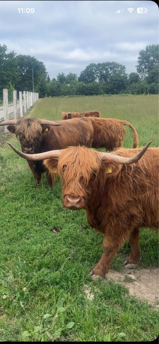 Bydło rasy  highland cattle