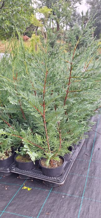 Cupressus Leylandii 150cm