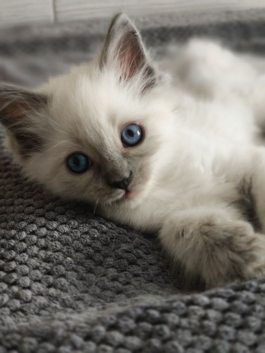 Kot Ragdoll Rag n