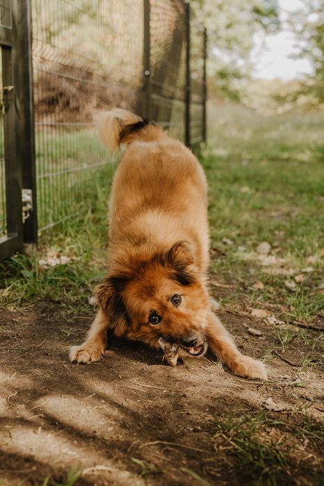 Ciapek /Ricco czeka na swoj dom