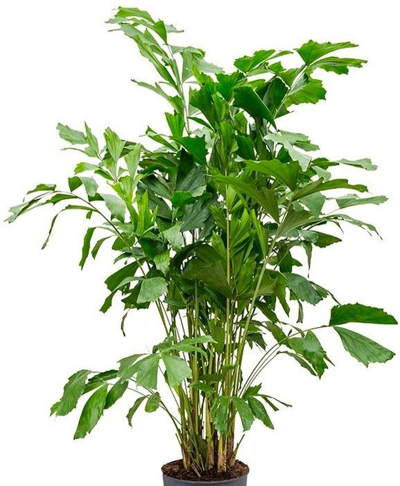 Magníficas Palmeiras rabo-de-peixe Caryota mitis