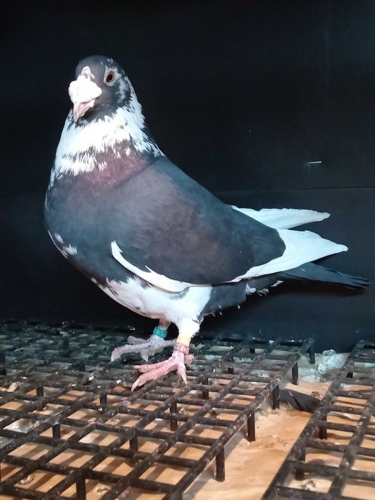 Gołębie staropolskie