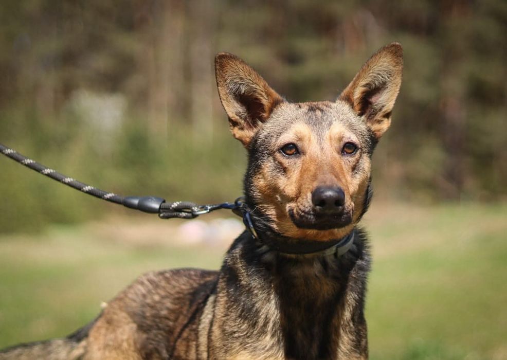 Młody Alfa szuka domu / do adopcji