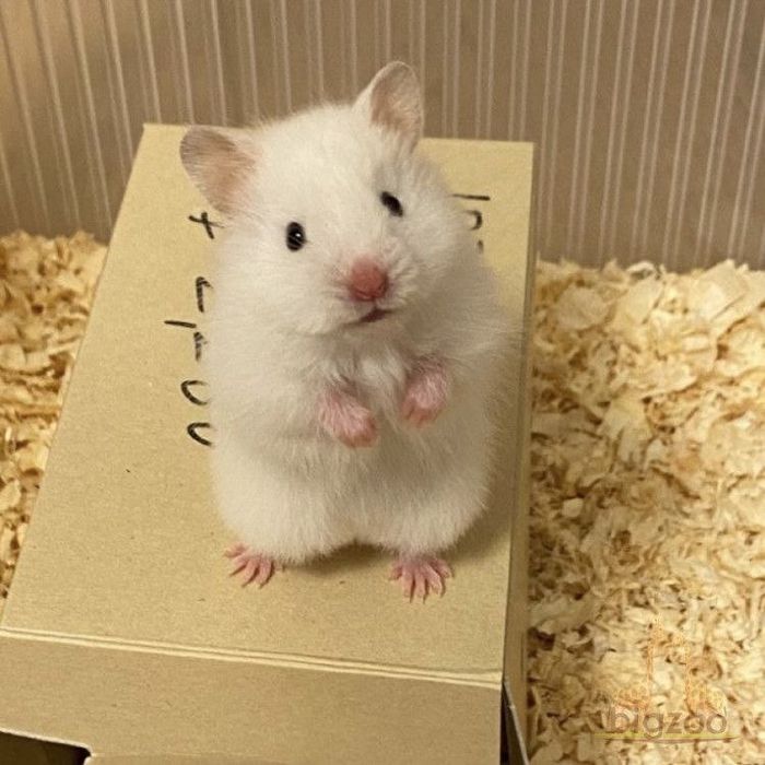 Королевские хомячки. Хом'ячки. На письменные сообщения не отвечаю.