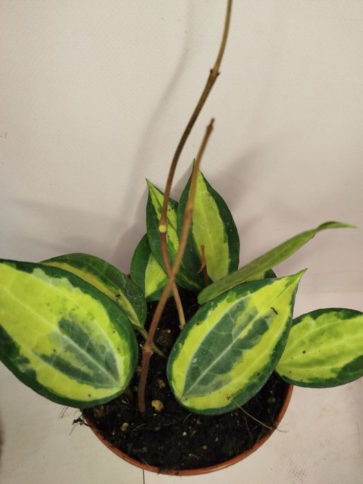 Антуріум,селагінела,хойя,драцена,шефлера,каланхоє