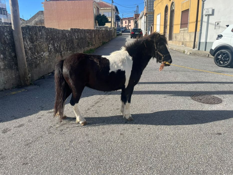 Vendo pônei mansa