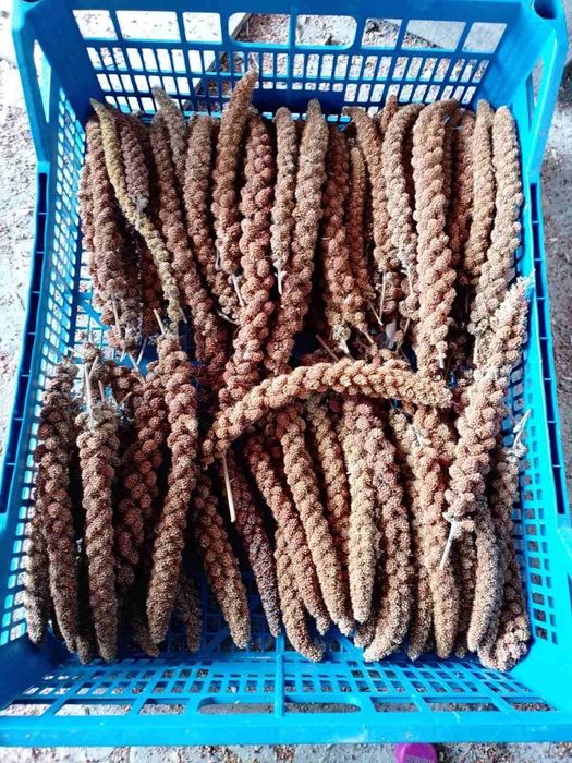 Продам зерно/колосок