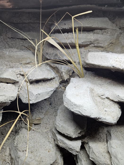 Terrarium pustynne gekon lamparci eublefar