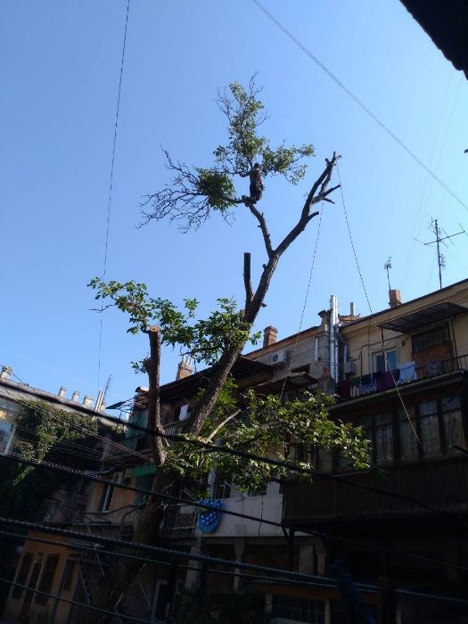 Обрезка и спил деревьев с вывозом веток.Все аккуратно.