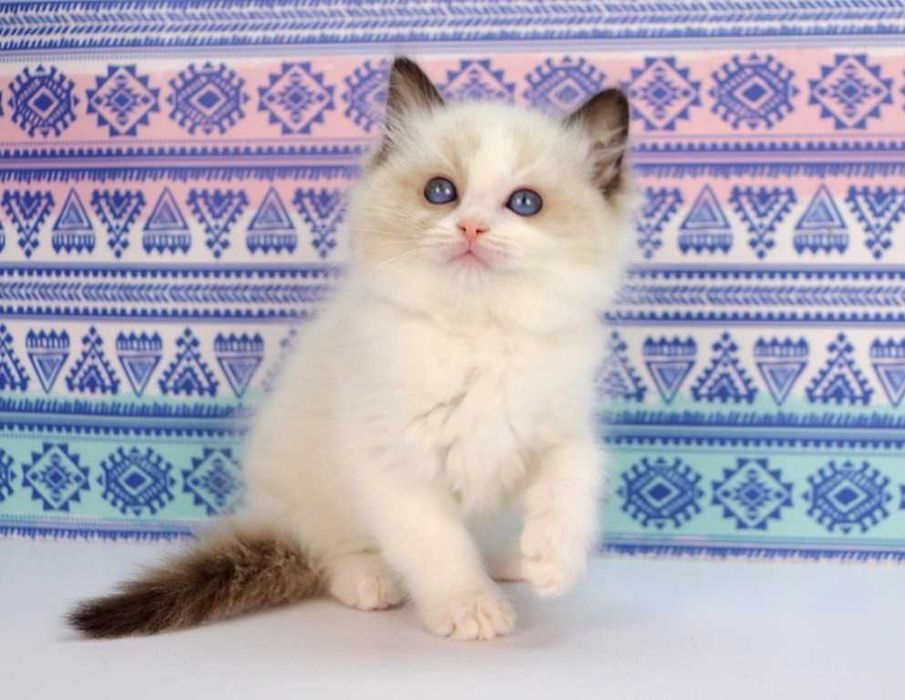 У продажу хлопчик з розплідника -РЕГДОЛЛ//Ragdoll-