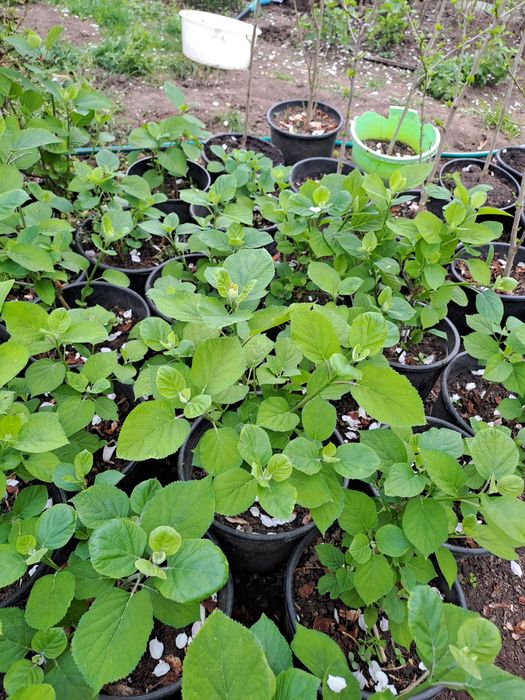 Hortensja, datury, miliny, kwiaty ogrodowe